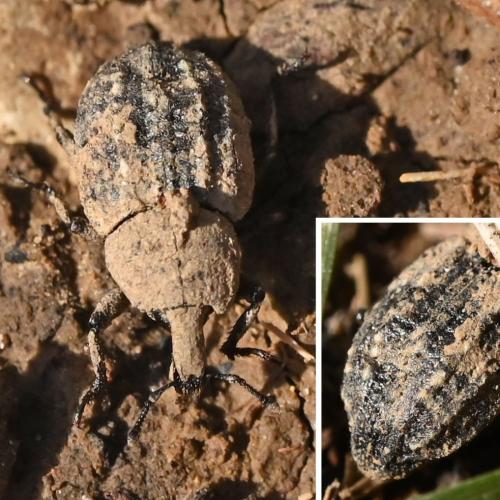 Minyops carinatus
